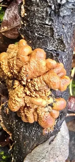 willow gloves thumbnail 1