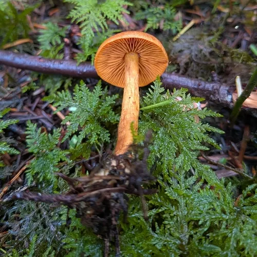 cinnamon webcap