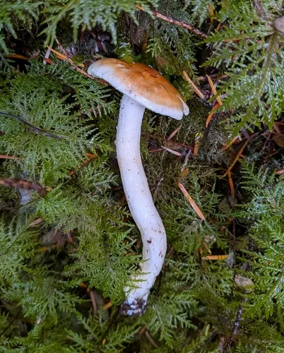 Hygrophorus bakerensis