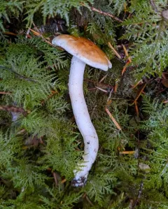 Hygrophorus bakerensis thumbnail 1
