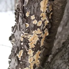 Milk-white Toothed Polypore thumbnail 3