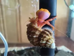 Purple Hermit thumbnail 2