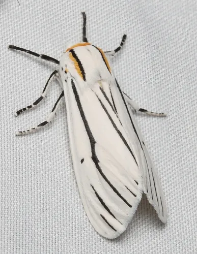 Clio Tiger Moth