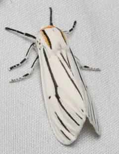 Clio Tiger Moth thumbnail 1
