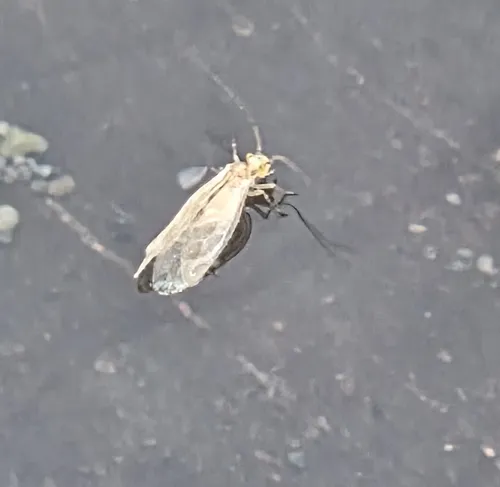 Chilenocaecilius ornatipennis