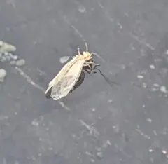 Chilenocaecilius ornatipennis thumbnail 1