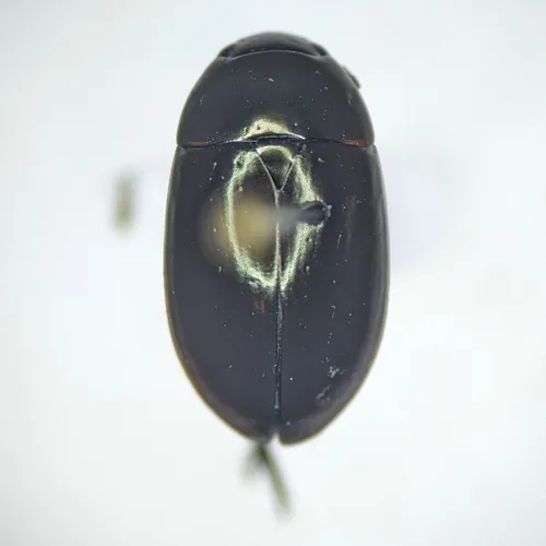 Tropisternus columbianus