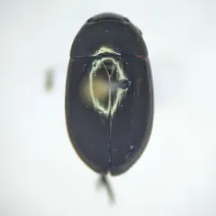 Tropisternus columbianus thumbnail 1