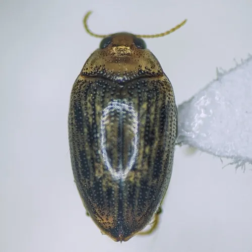 Haliplus fulvus