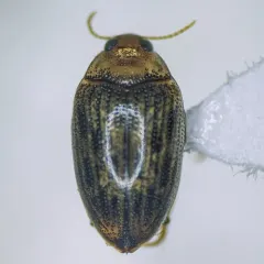 Haliplus fulvus thumbnail 1