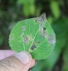 Stigmella populetorum thumbnail 2
