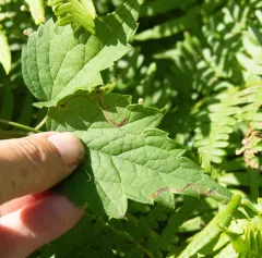 Phytomyza loewii thumbnail 2