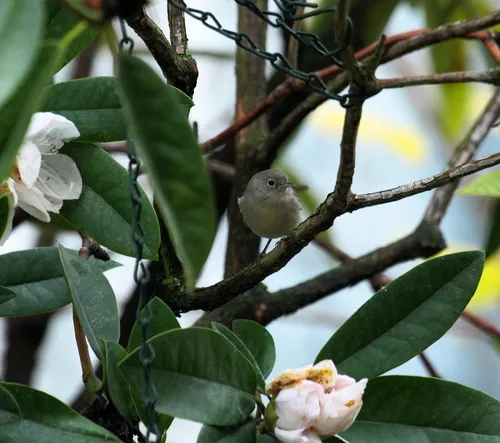 Virginia's Warbler