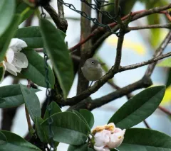Virginia's Warbler thumbnail 1