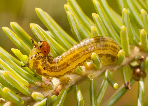 Yellowheaded Spruce Sawfly
