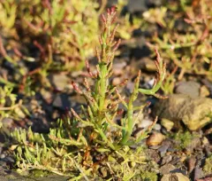 Common Glasswort thumbnail 4