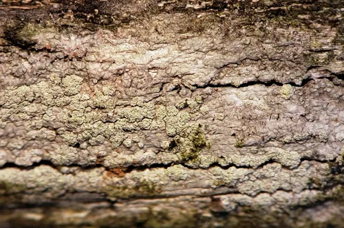 Ochrolechia mahluensis
