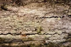 Ochrolechia mahluensis thumbnail 1