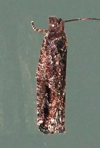 Epinotia columbia