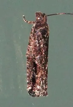 Epinotia columbia thumbnail 1