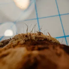 ochre cushion thumbnail 2