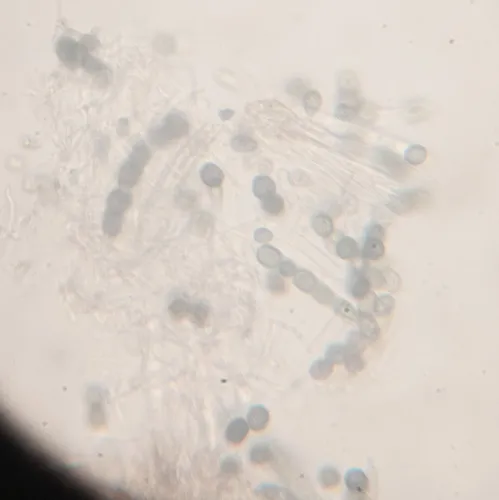 Sphinctrina leucopoda