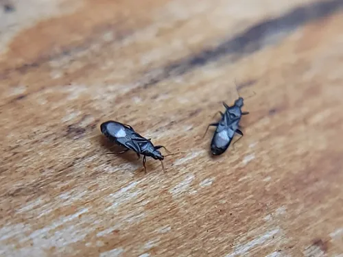 Dufouriellus ater
