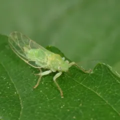 Psylla viridescens thumbnail 2