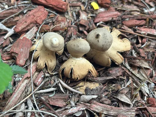 garden earthstar