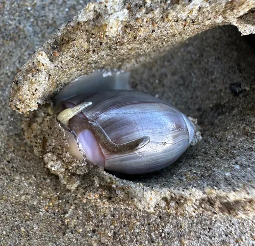Purple Olive Snail
