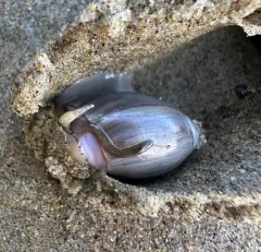 Purple Olive Snail thumbnail 1