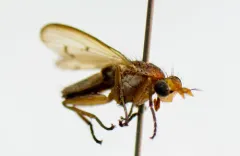 Tetanocera vicina thumbnail 2