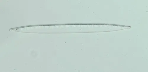 Nitzschia recta