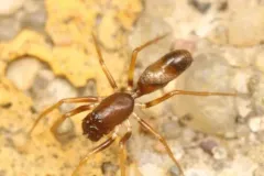Ant Sheet-web Weaver thumbnail 2