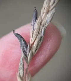 Rye Ergot thumbnail 4