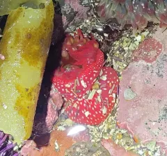 White-spotted Rose Anemone thumbnail 2