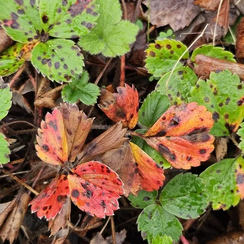 Common Strawberry Spot
