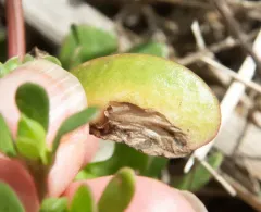 Purslane sawfly thumbnail 2