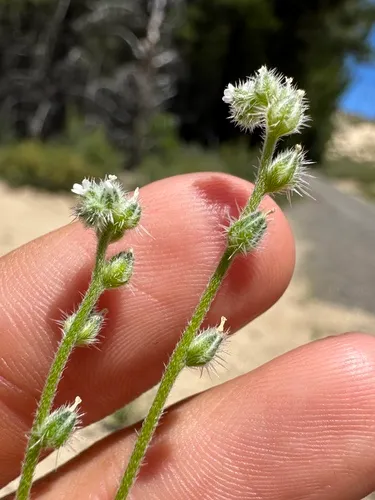 side-grooved cryptantha