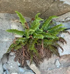 mountain holly fern thumbnail 3