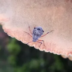 Giant Willow Aphid thumbnail 1
