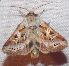 Wrinkled Trichordestra thumbnail 2