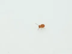 Sphaeridia pumilis thumbnail 4