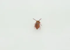 Stenacidia violacea thumbnail 2