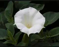 downy thorn-apple thumbnail 3