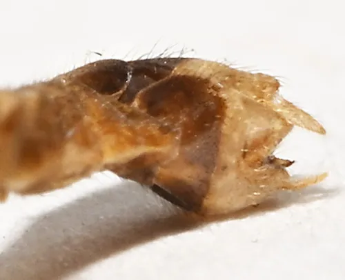 Tipula unimaculata