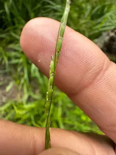 narrow manna grass thumbnail 2
