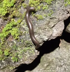 Black Round Millipede thumbnail 3