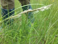 alkali cord grass thumbnail 3