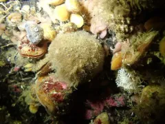 Stelletta clarella thumbnail 1